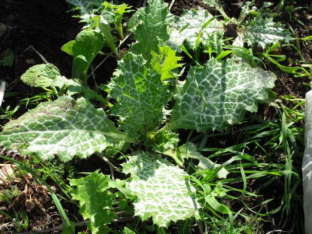 Plantula di Silybum marianum